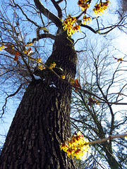 Witch-hazels (Hamamelis) in front of a large tree.