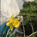 Daffodil in the garden