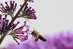 Biene vor Blüte