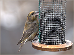 Red crossbill at our feeder