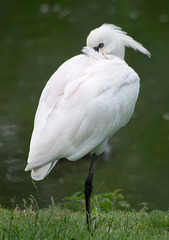 Egret.44jpg