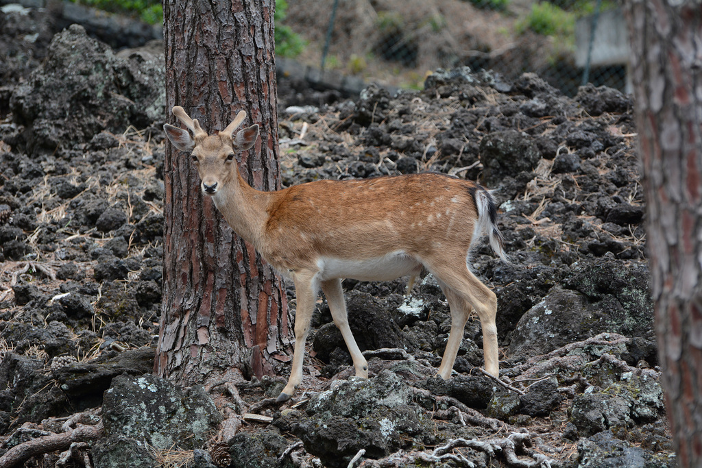 Azores, The Island of Pico, The Doe