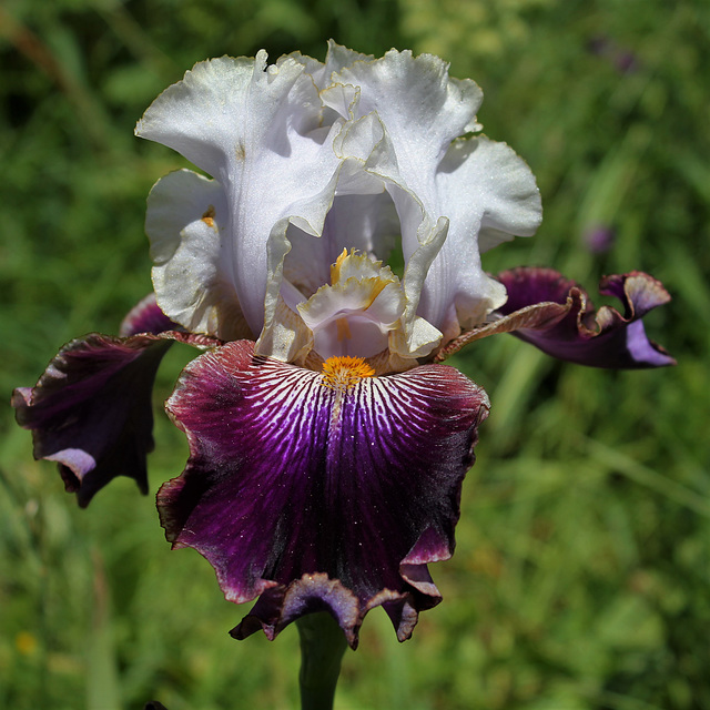 Iris 'Filigrane'