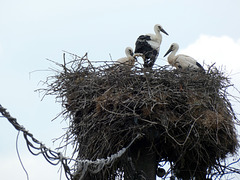 Saon Monastery- Storks on Nest