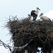 Saon Monastery- Storks on Nest
