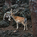 Azores, The Island of Pico, The Deer