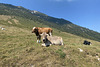 Italy 2021 – Cows
