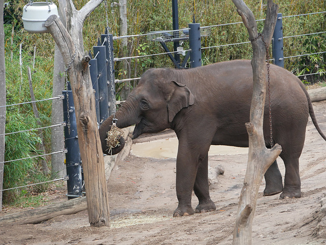 Elephant at Taronga Zoo (HFF, H. A. N. W. E.)