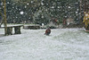 Snowy pheasant 01