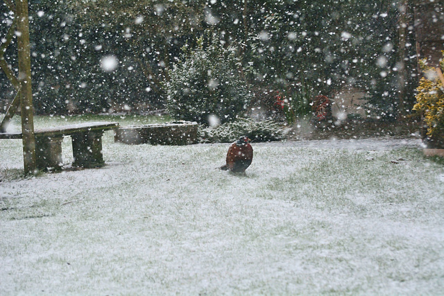 Snowy pheasant 01