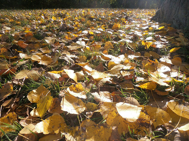 Die Blätter fallen.