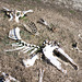 Die Knochen der irgendwelchen Tiere in Jermakiw-Insel