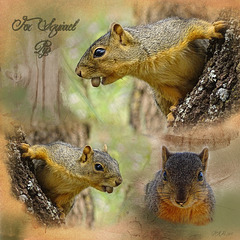 Fox Squirrel - Pip
