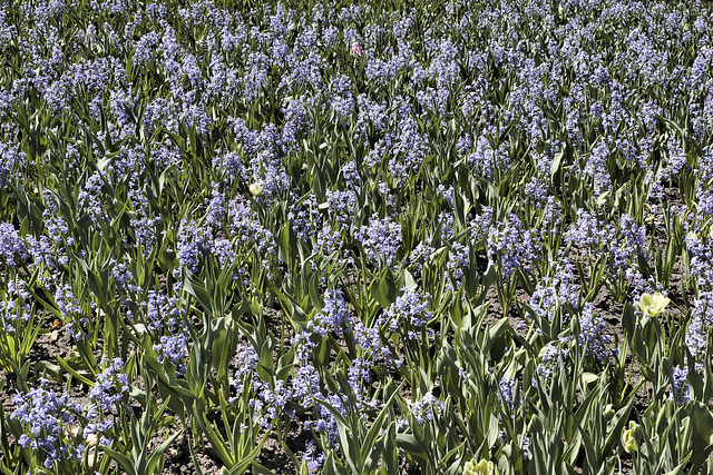 Lavender Hyacinth, Take #1 – Canadian Tulip Festival, Dow’s Lake, Ottawa, Ontario, Canada