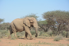 Namibia, Elephant en route
