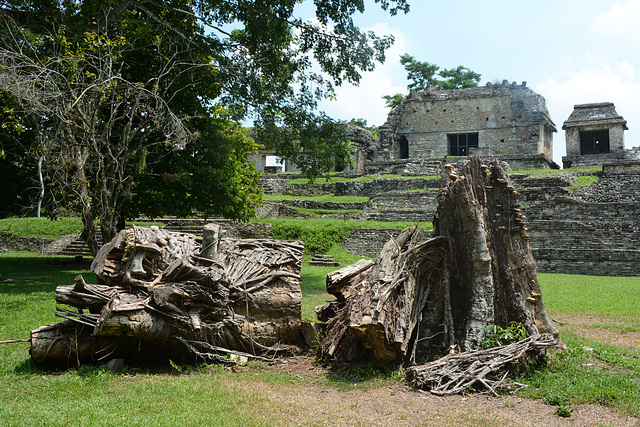 Mexico, Palenque, Huge Tree Roots at the Site of Excavation of the Mayan City