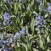 Lavender Hyacinth, Take #2 – Canadian Tulip Festival, Dow’s Lake, Ottawa, Ontario, Canada