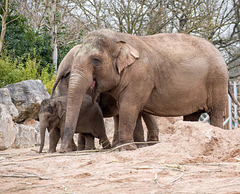Elephant family (1)