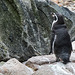 20140926 5503VRAw [D~SFA] Pinguin, Vogelpark, Walsrode