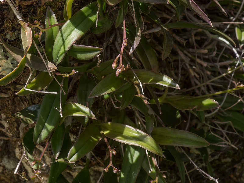 Epidemdrum magnoliae (Green-fly orchid) buds)