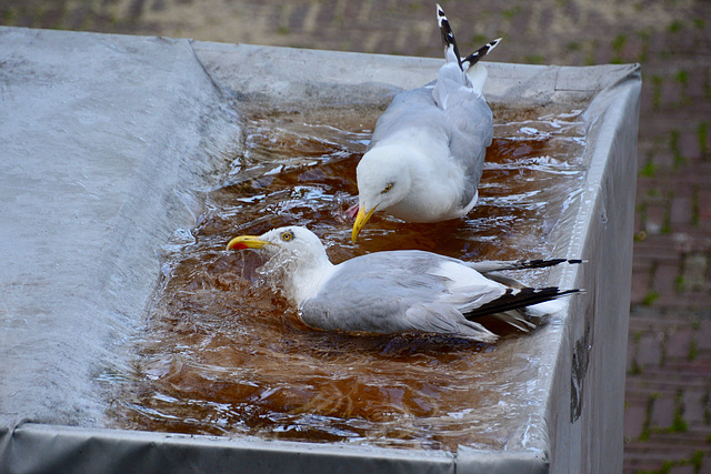 Seagulls taking a bath