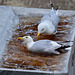 Seagulls taking a bath