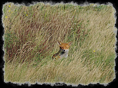 Fox in the Grass   /   Aug 2019