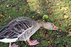 IMG 6364-001-Goose Eats Chestnuts