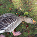 IMG 6364-001-Goose Eats Chestnuts