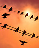 Doves, wires and the Sun