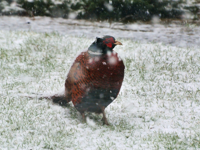 Snowy pheasant 02