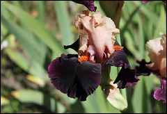 Iris Ocelot (2)