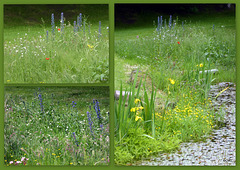 Scattering wildflower seeds round the pond edge last year is beginning to take effect...