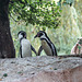 20140926 5505VRAw [D~SFA] Pinguin, Vogelpark, Walsrode