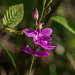 Calopogon tuberosus (Common Grass-pink orchid)
