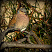 Tourterelle des bois (Streptopelia turtur) - European Turtle Dove