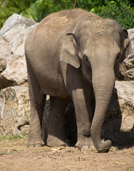 Elephant posing (1)
