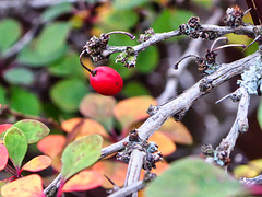 A Berberis berry