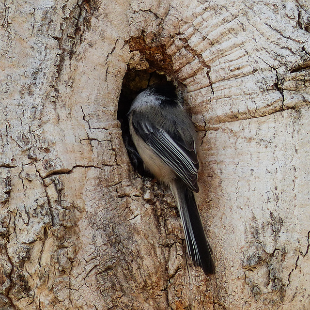 Black-capped Chickadee at a cavity