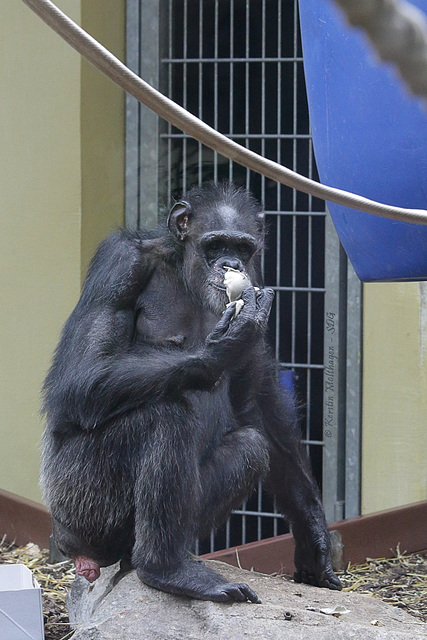 Schimpansin (Zoo Heidelberg)