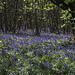 Bluebells through the coppice
