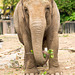 Elephant posing (2)