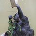 Schimpansin beim Essen (Zoo Heidelberg)