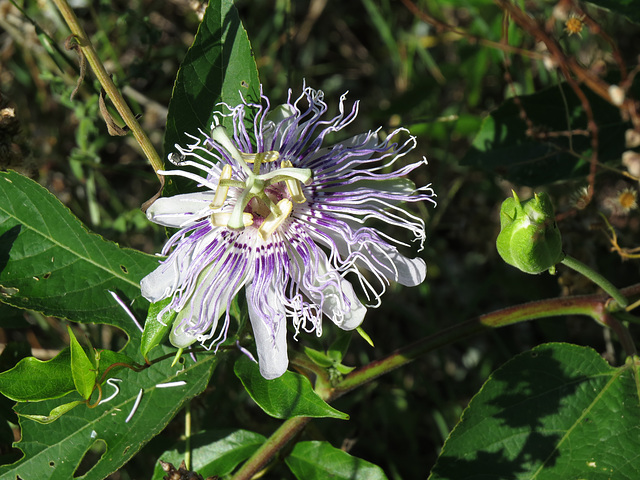 Passion flower (Passiflora incarnata)
