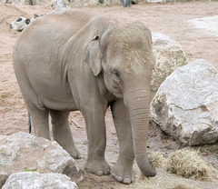 Elephant posing (3)
