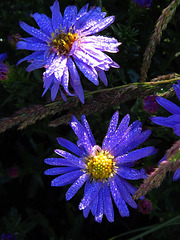 Michaelmas daisies with droplets.