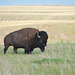 solitary bison at GNP West