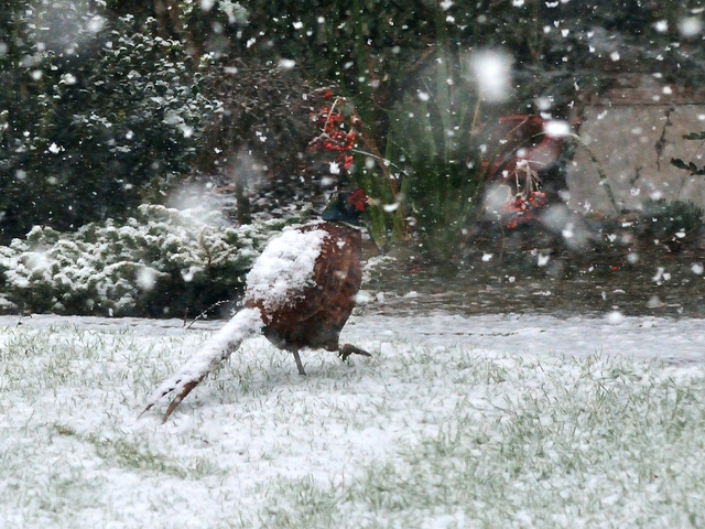 Snowy pheasant 03