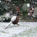 Snowy pheasant 03