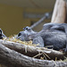 Schlafende Susi (Zoo Heidelberg)